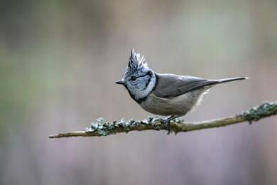 Small Jay Bird Seating on Tree Branch