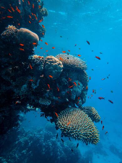 Small Red Color Fishes Eating Moonga Rock in The Sea