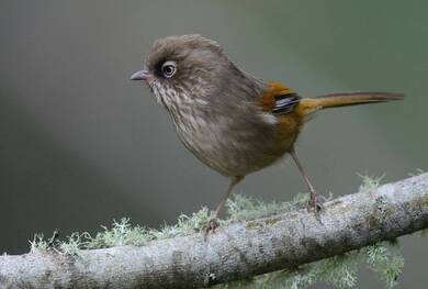 Small Robin Bird Wallpaper