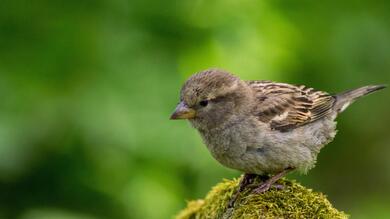 Small Sparrow 4K Photo Background