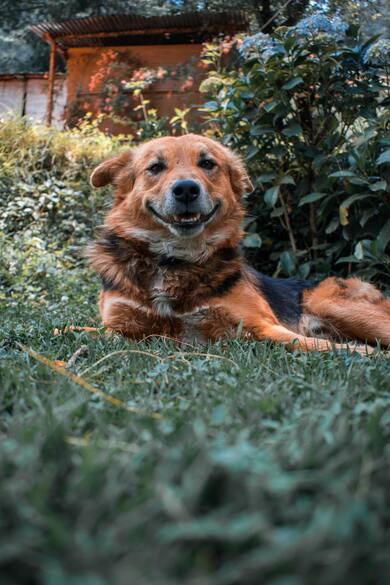 Smiling Dog in Garden Wallpaper