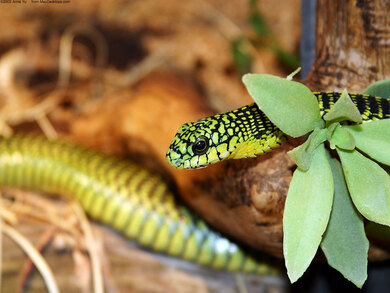 Snake Animal Photo