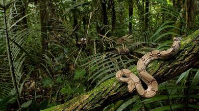Snake Python in Forest Tree