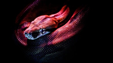 Snake Reptile Red Ultra HD 4K