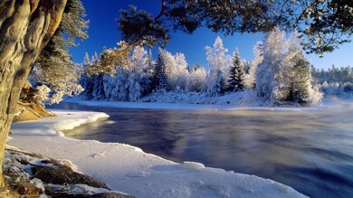 Snow Capped Pine Trees