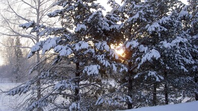 Snow Drops on Tree in Winter