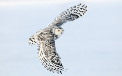 Snowy Owl Flying Wallpaper