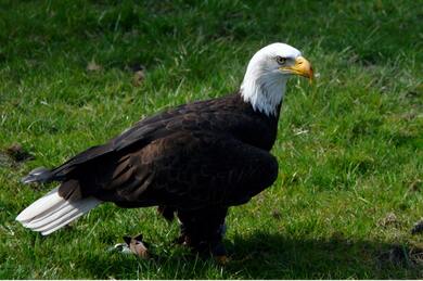 Southern Bald Eagle Standing on Grass