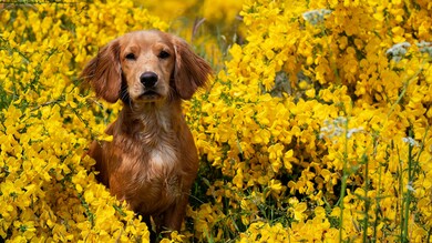 Spaniel Dog 5K