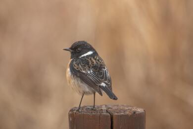 Sparrow Bird 5K Portrait Wallpaper