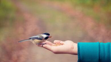 Sparrow Bird on Hand Eating 4K Pic