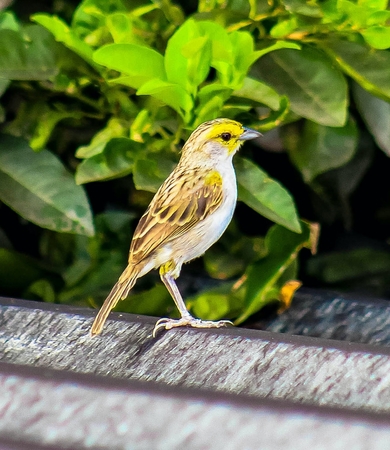 Sparrow Bird Photography