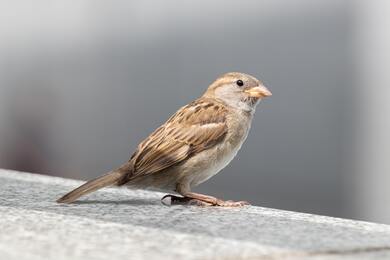 Sparrow Bird Ultra HD Wallpaper