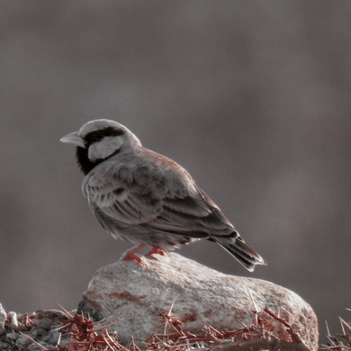 Sparrow HD Bird Pic