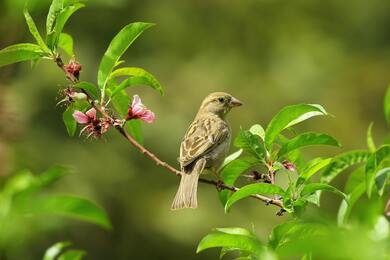 Sparrow High Quality Image