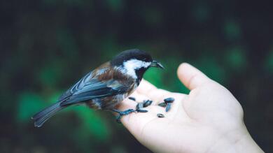 Sparrow in Hand Eating 4K Wallpaper