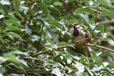 Sparrow In Tree Bird Photo