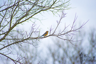 Sparrow in Winter Ultra HD Pic