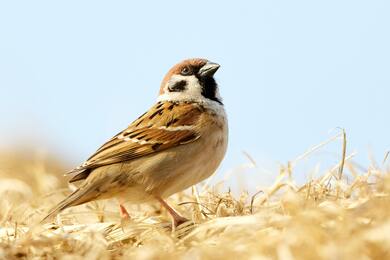 Sparrow Macro Shot Photo