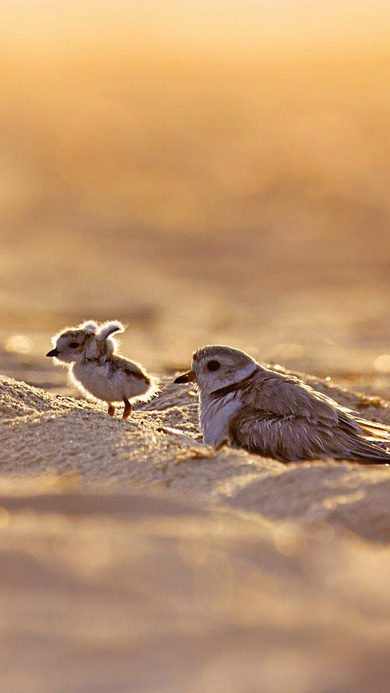 Sparrow Mother and Her Baby