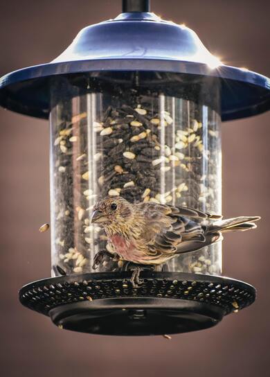 Sparrow on Black Metal Bird Feeder