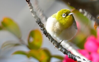 Sparrow Photo Download