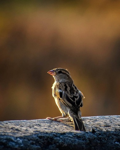 Sparrow Seating on Wall