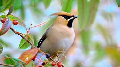 Sparrow Type Bird on a Berry Tree