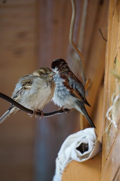 Sparrows Near Nest Photo