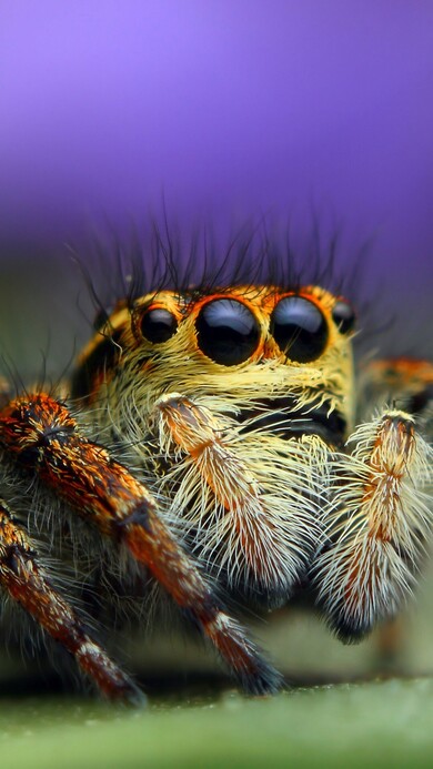 Spider Image in Macro