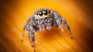 Spider Macro Photography