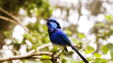 Splendid Fairywren Bird Sitting on Tree Branch