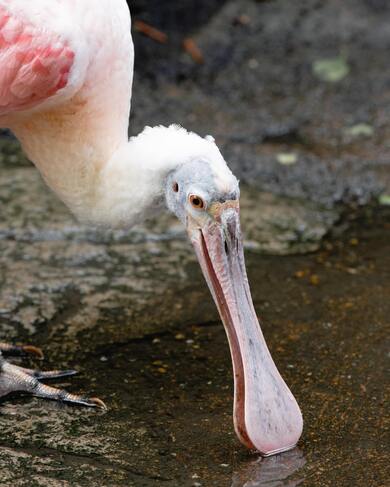 Spoonbill Bird Drink Water Wallpaper