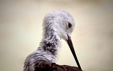 Spoonbill Bird Wallpaper