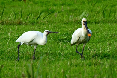 Spoonbill Birds on Green Grass 4K Image