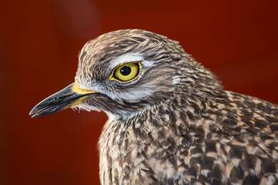 Spotted Dikkop Bird Close Up Look 4K