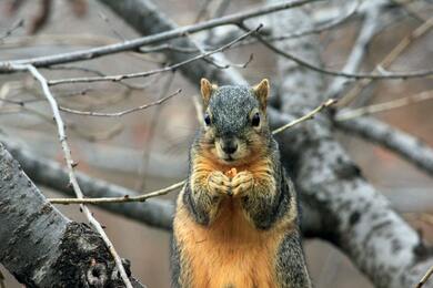 Squirrel Animals in Forest