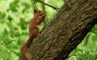 Squirrel Eating Food