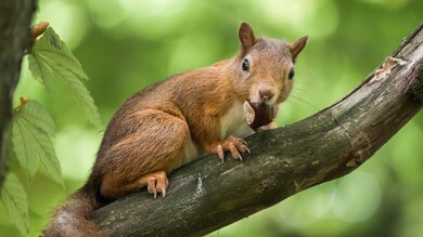 Squirrel Eating Image