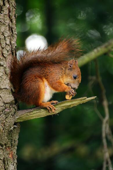 Squirrel Eating on Tree