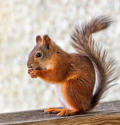 Squirrel Eatting Cute Photo