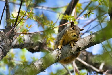 Squirrel on The Tree