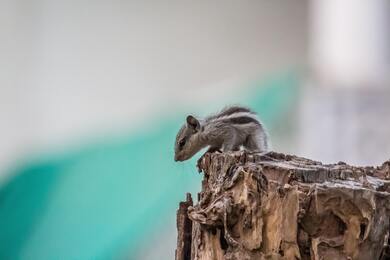 Squirrel on Wood 5K Photo