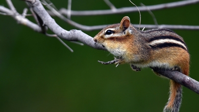 Squirrel Sitting in Tree Branch HD Wallpaper