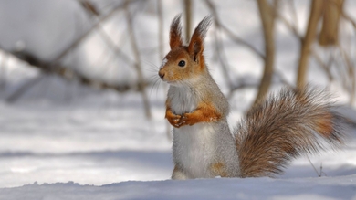 Squirrel Standing in Snow HD Wallpaper