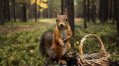 Squirrel With Basket HD Images