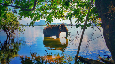 Sri Lankan Elephant in Lake