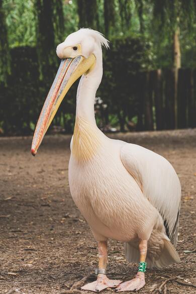 Standing Great White Pelican in Zoo