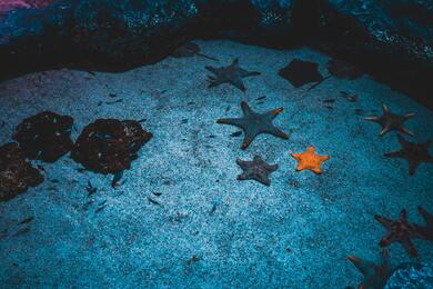 Starfish in Blue Water