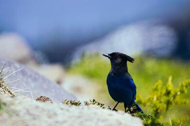 Steller Jay Bird 5K Photography